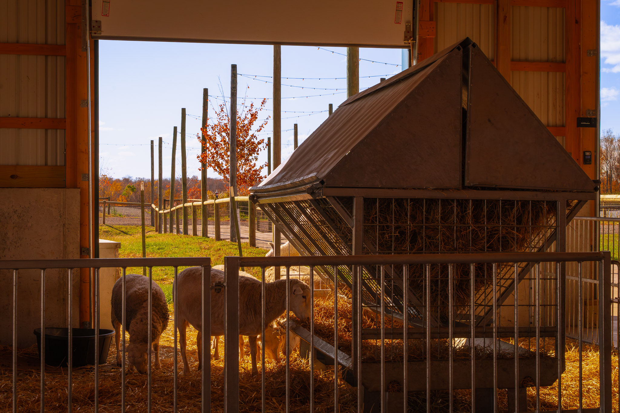 Interior of Agricultural Building With Goats Inside