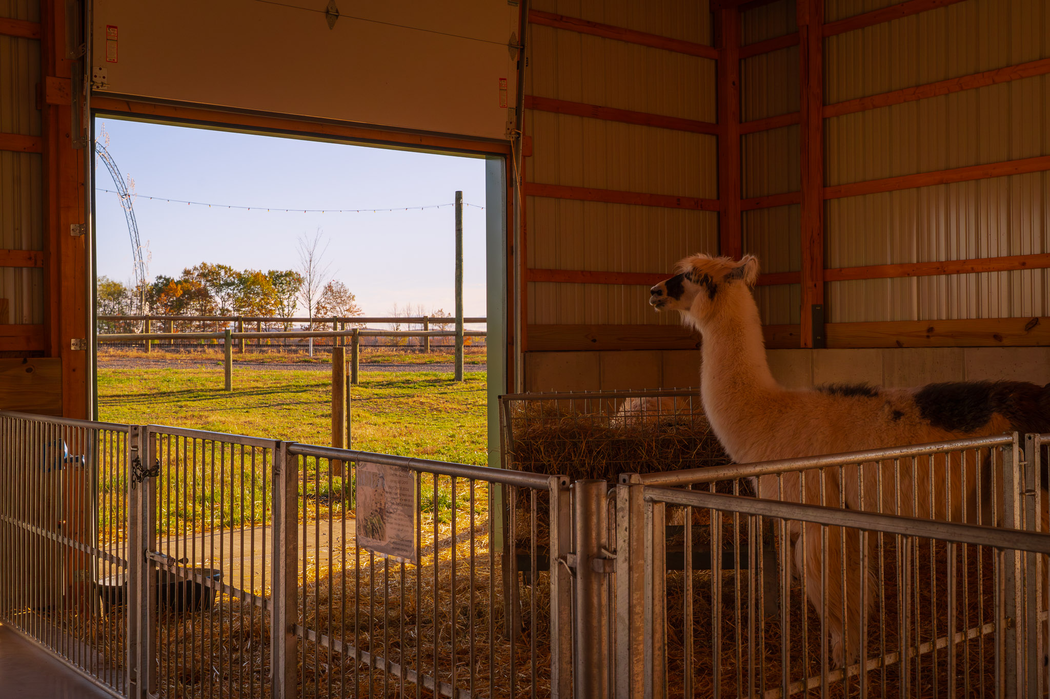 Interior Agricultural Facility Housing Llamas