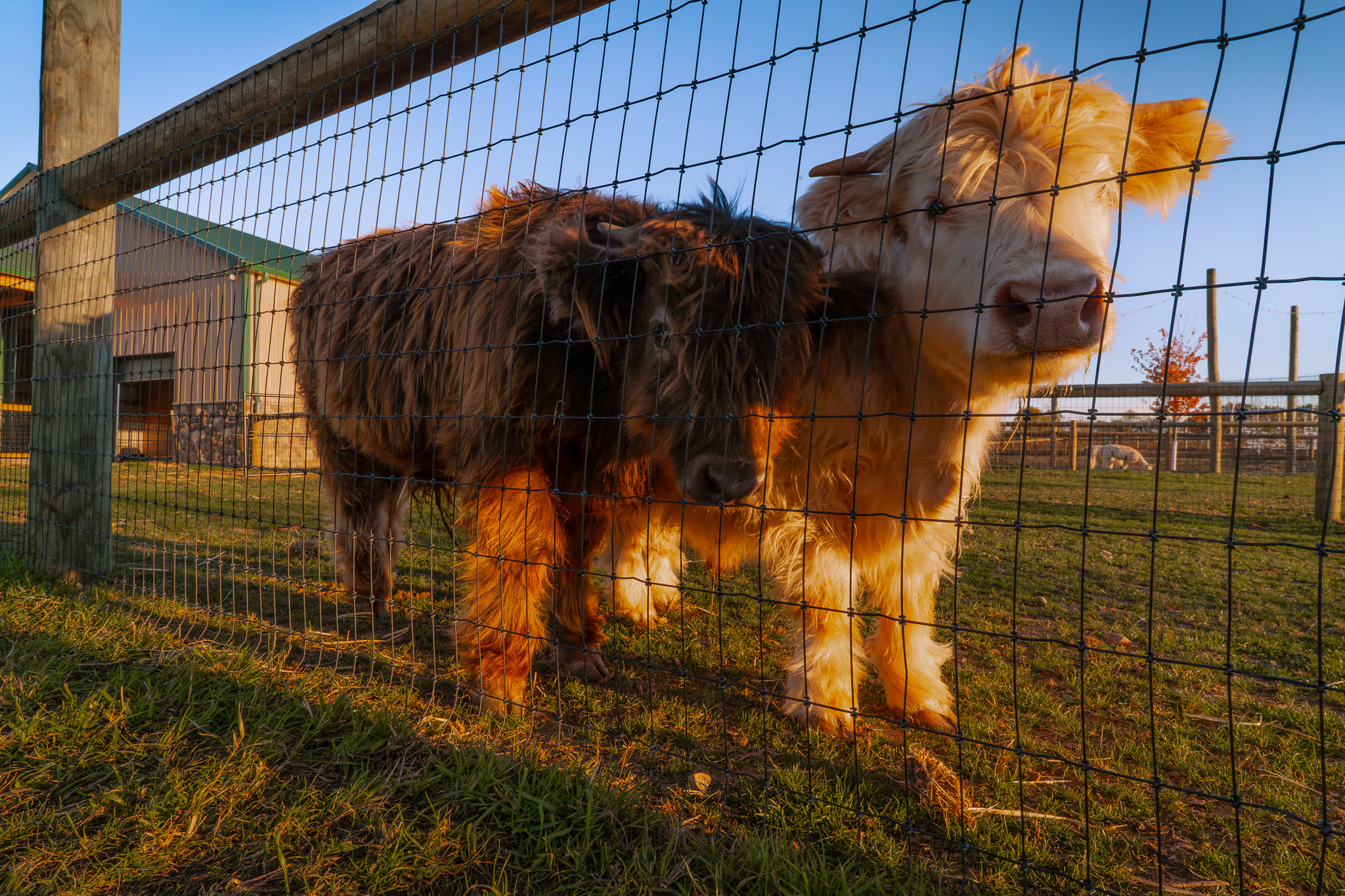 Barns Mid Atlantic Barn Builder Exterior